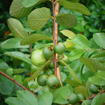 Guava Saplings